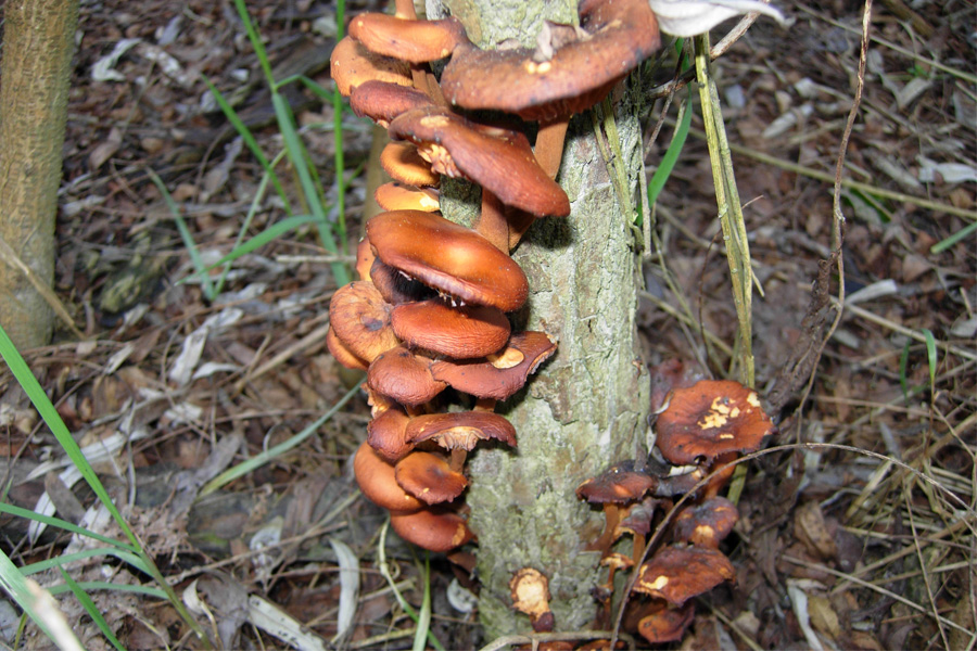 tanti funghi